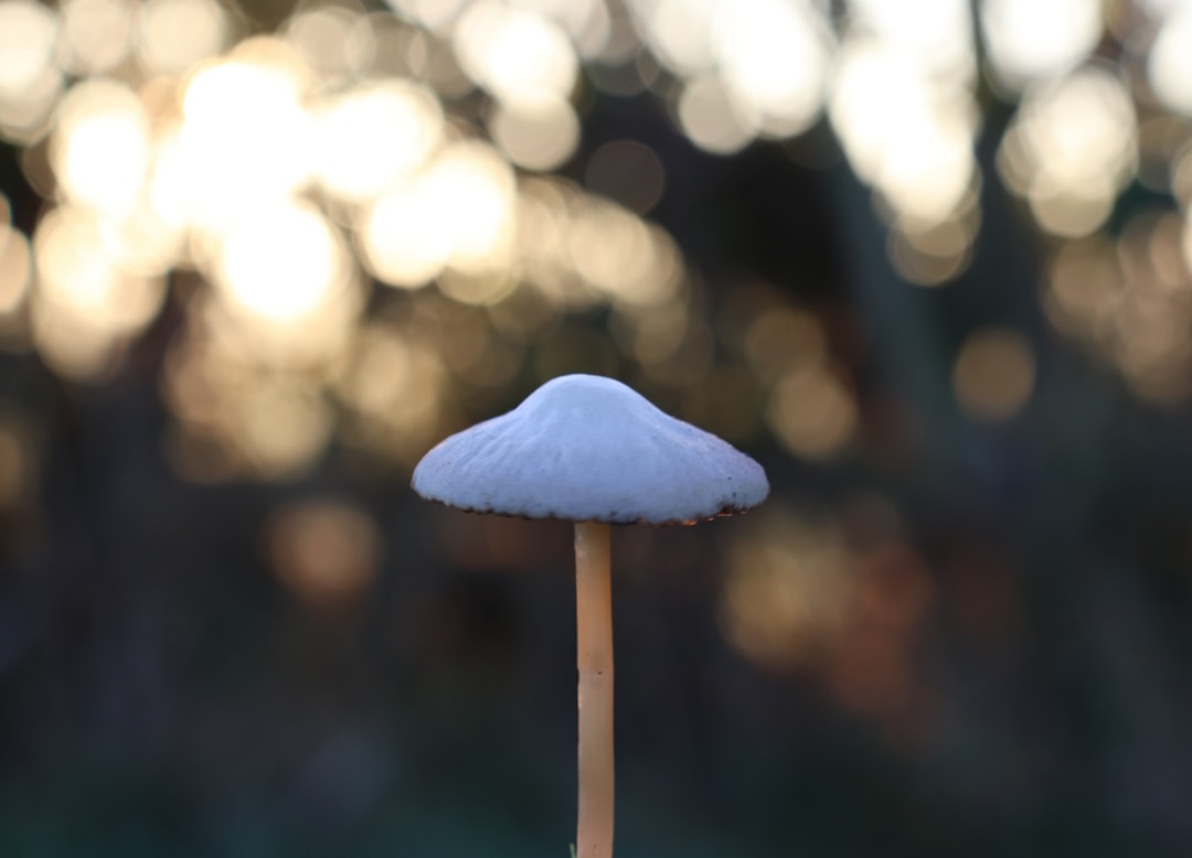 Photo Mushroom Table Lamp